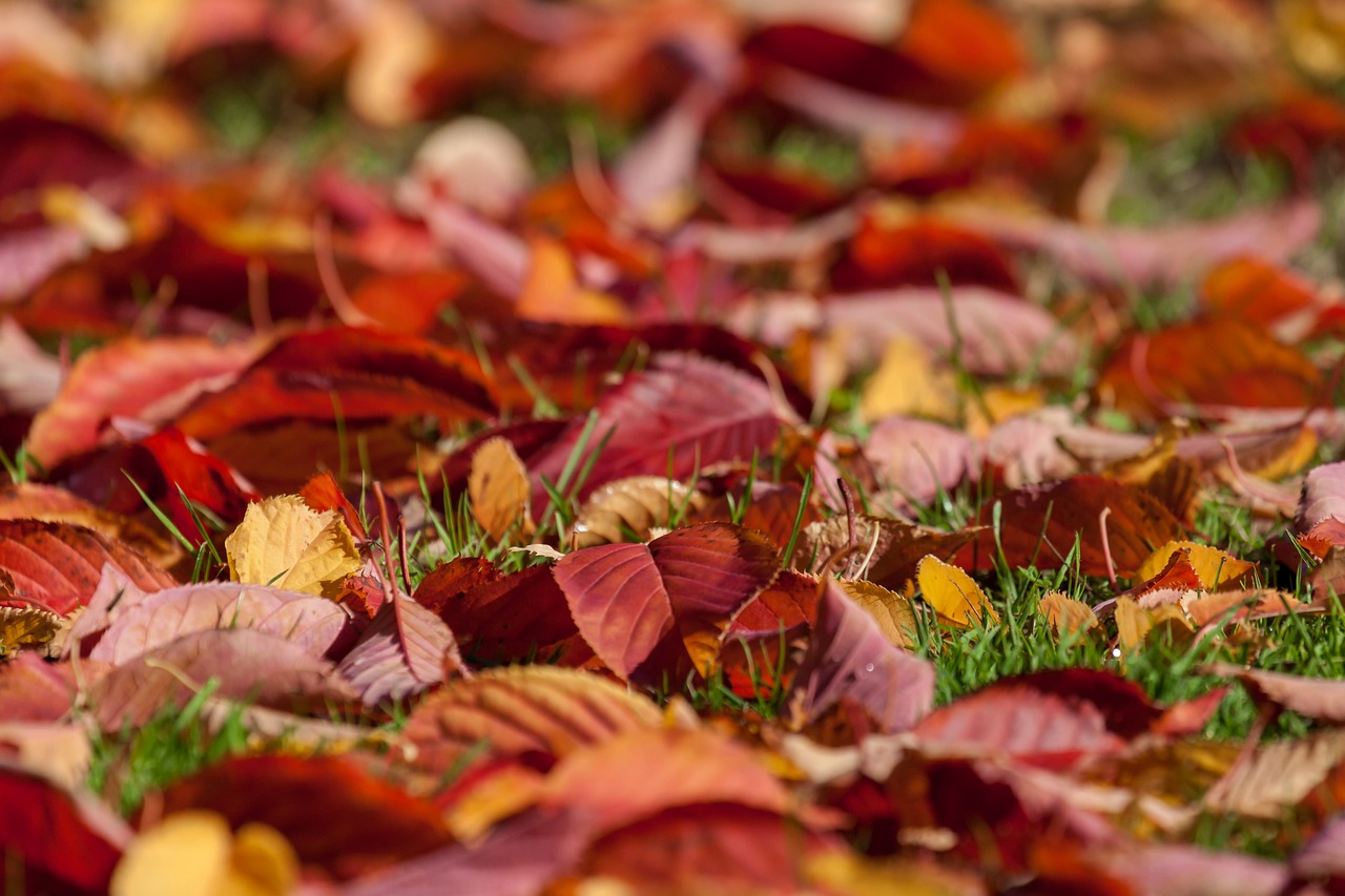 Preserving Leaves for Year-Round Crafts